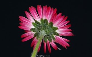 http://fotobabij.blogspot.com/2015/03/stokrotka-pospolita-bellis-perennis.html