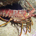 Where Do Lobsters Live and Hide Inside The Sea?