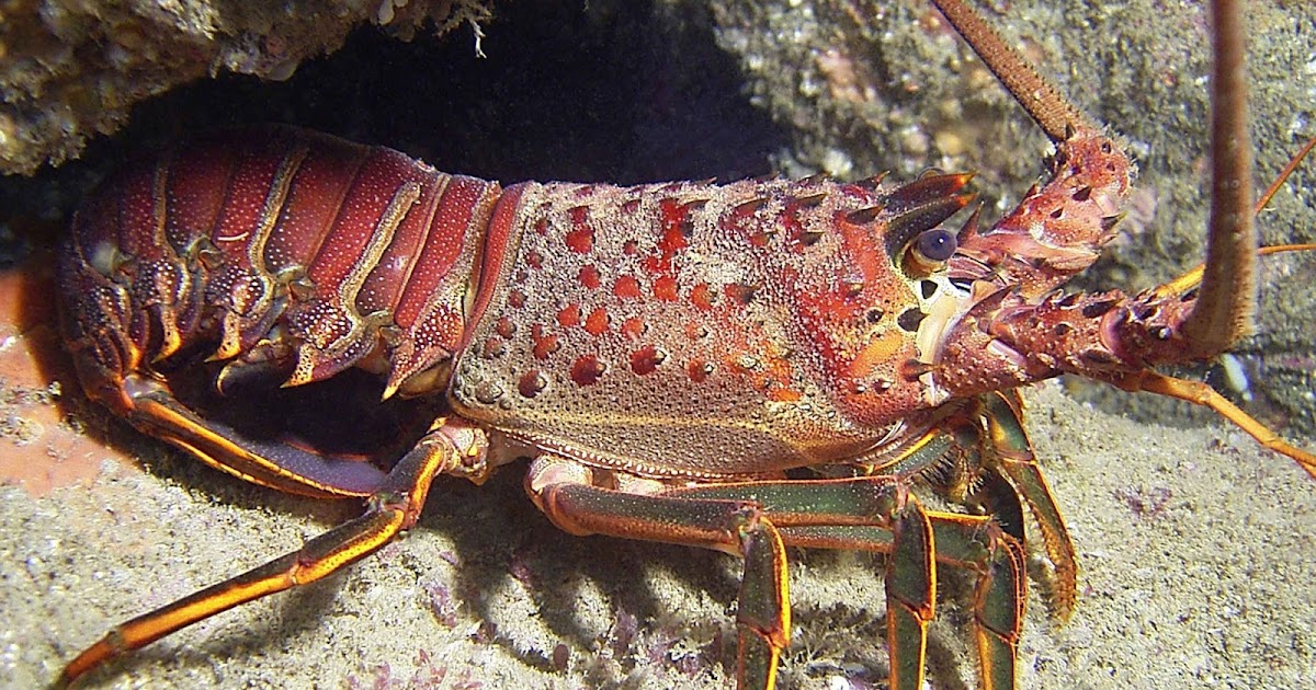 Where Do Lobsters Live and Hide Inside The Sea? Live Lobster Exporter