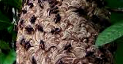 8 Tafsir Mimpi Lihat Sarang Lebah Menurut Erek Erek 2D 3D 4D - Tafsir Erek  Erek