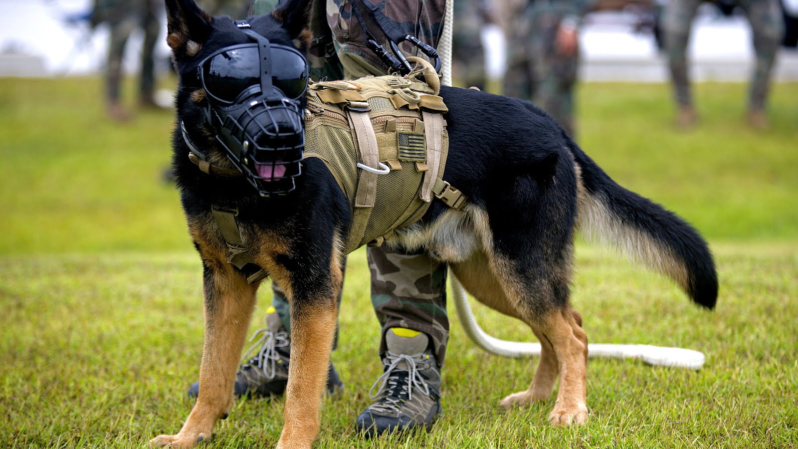 Dog House For German Shepherd German Choices