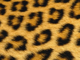 Leopardova koža download besplatne pozadine slike za mobitele