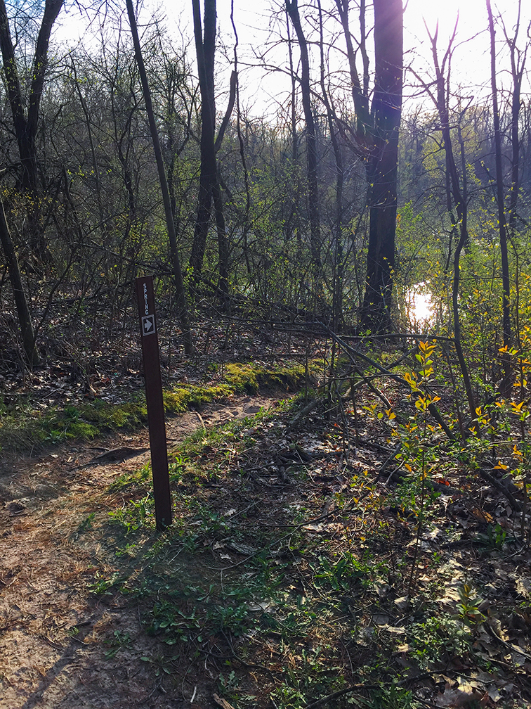 Spur Trail to Springs near Shelter #1 on the Scuppernong Trail