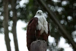 taman burung tmii jakarta