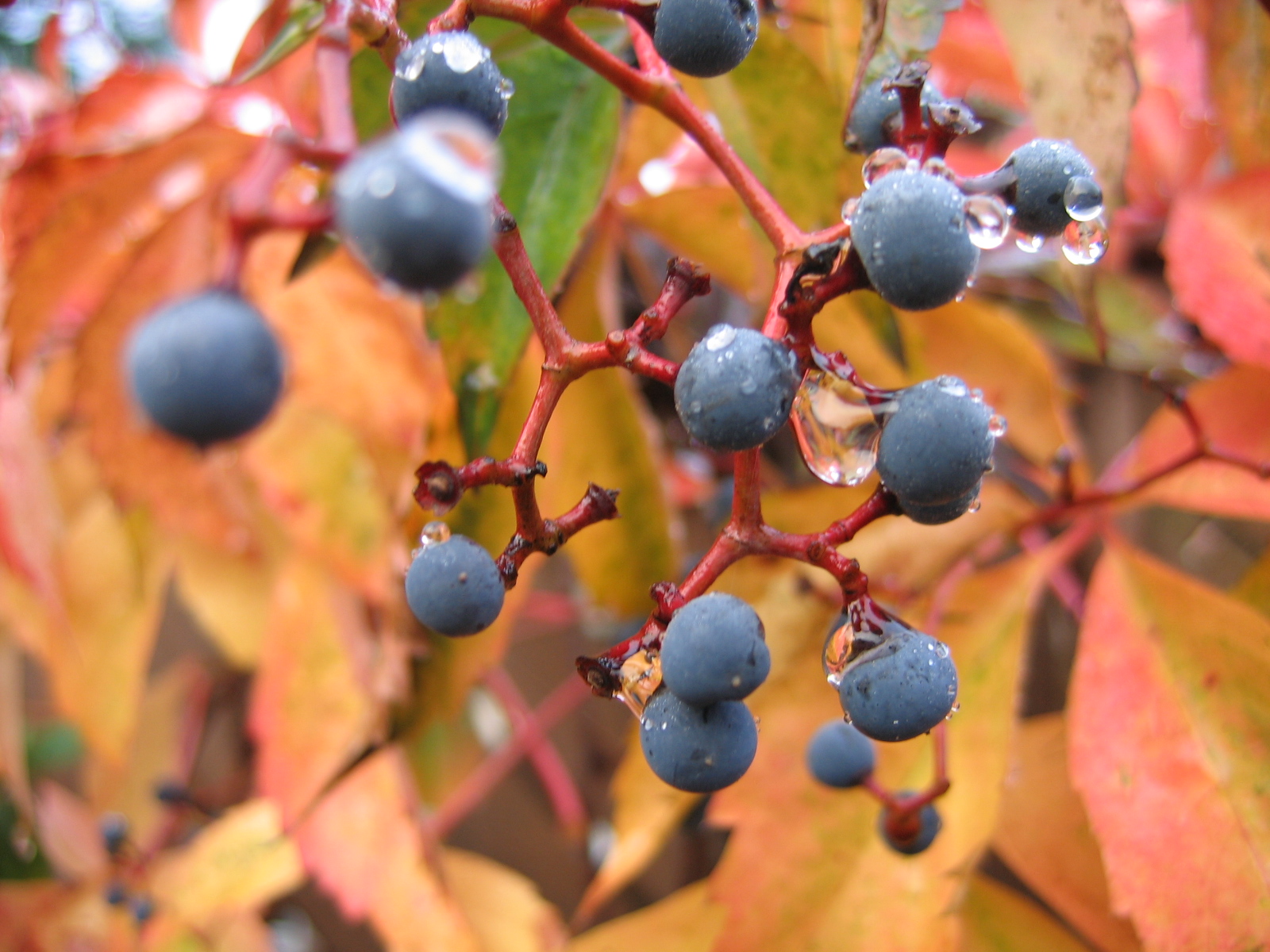 The Chippbutty Boston Ivy berries....