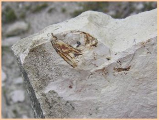 Seekor ikan Pomognathus dari Houghton Quarry yang tengkoraknya terlihat jelas, dan bagian kerangka tubuhnya terkubur dalam material gamping.