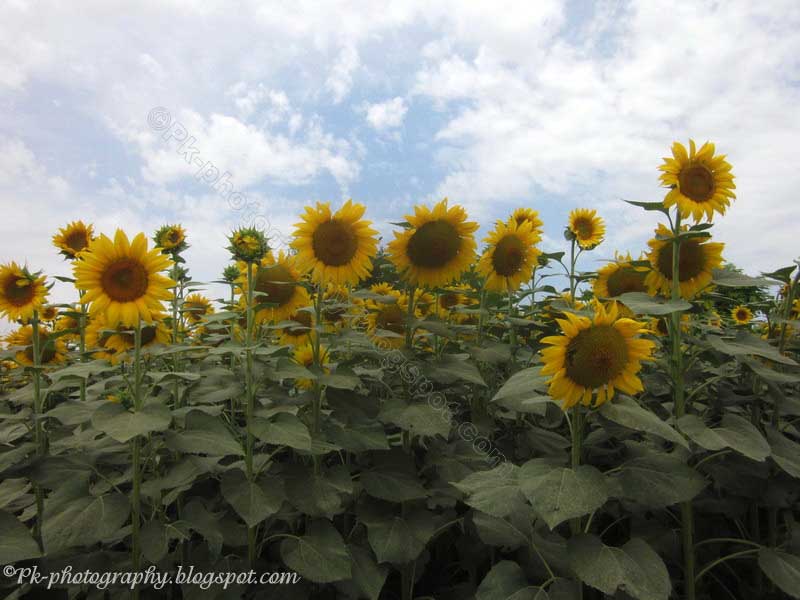 sunflower-field-nature-cultural-and-travel-photography-blog