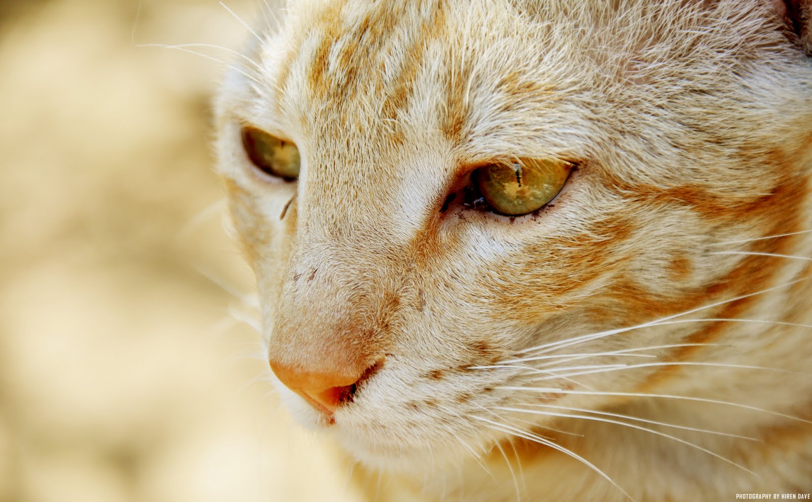 HIREN DAVE's The World Of Art: Pussu!