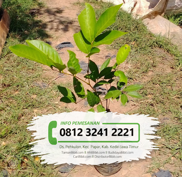 Jual Bibit Buah Rambutan Binjai