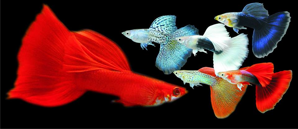 Memahami Tren dan Peluang Bisnis Jual Ikan Guppy Online: Panduan Lengkap dari Pemula hingga Ahli