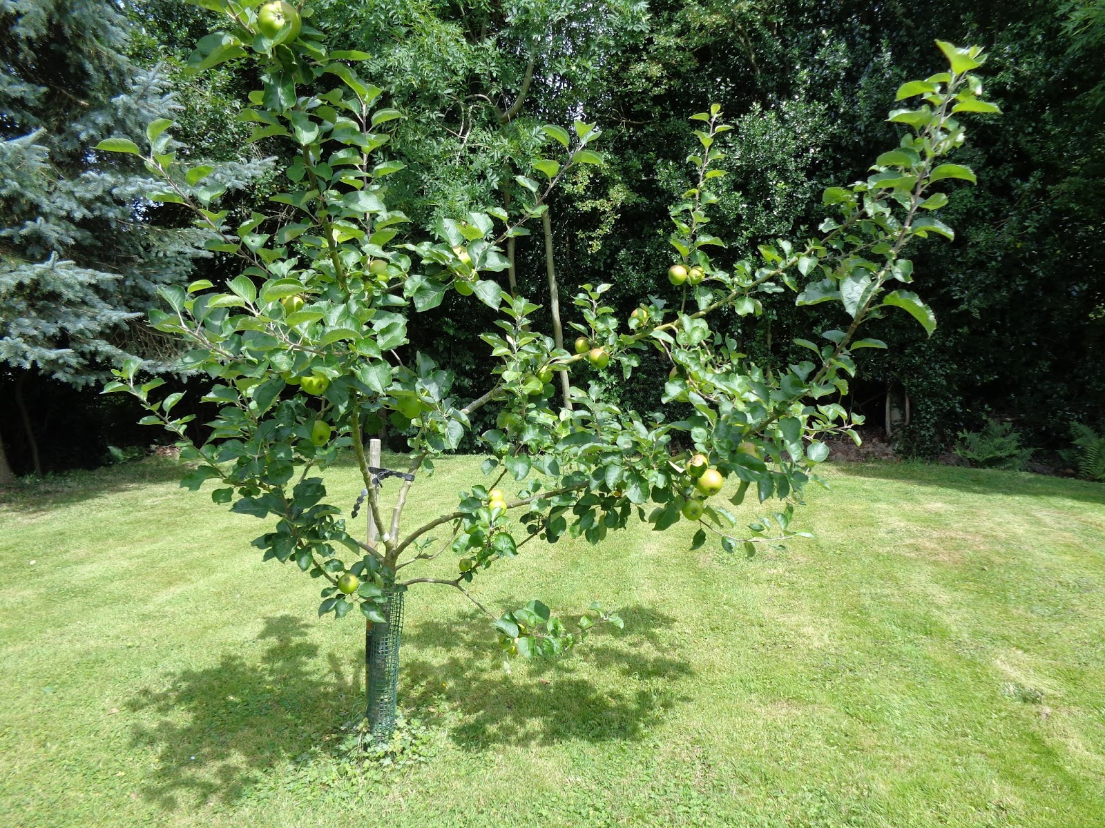 Select apple summer tree trim prune