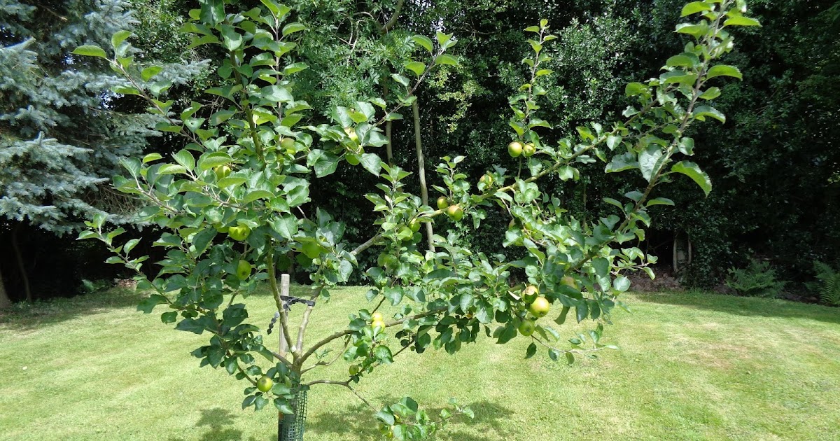 Summer Pruning a Bramley Apple Tree