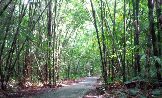 Destinasti Objek Wisata Hutan Bambu di Kubu Bangli Bali ...