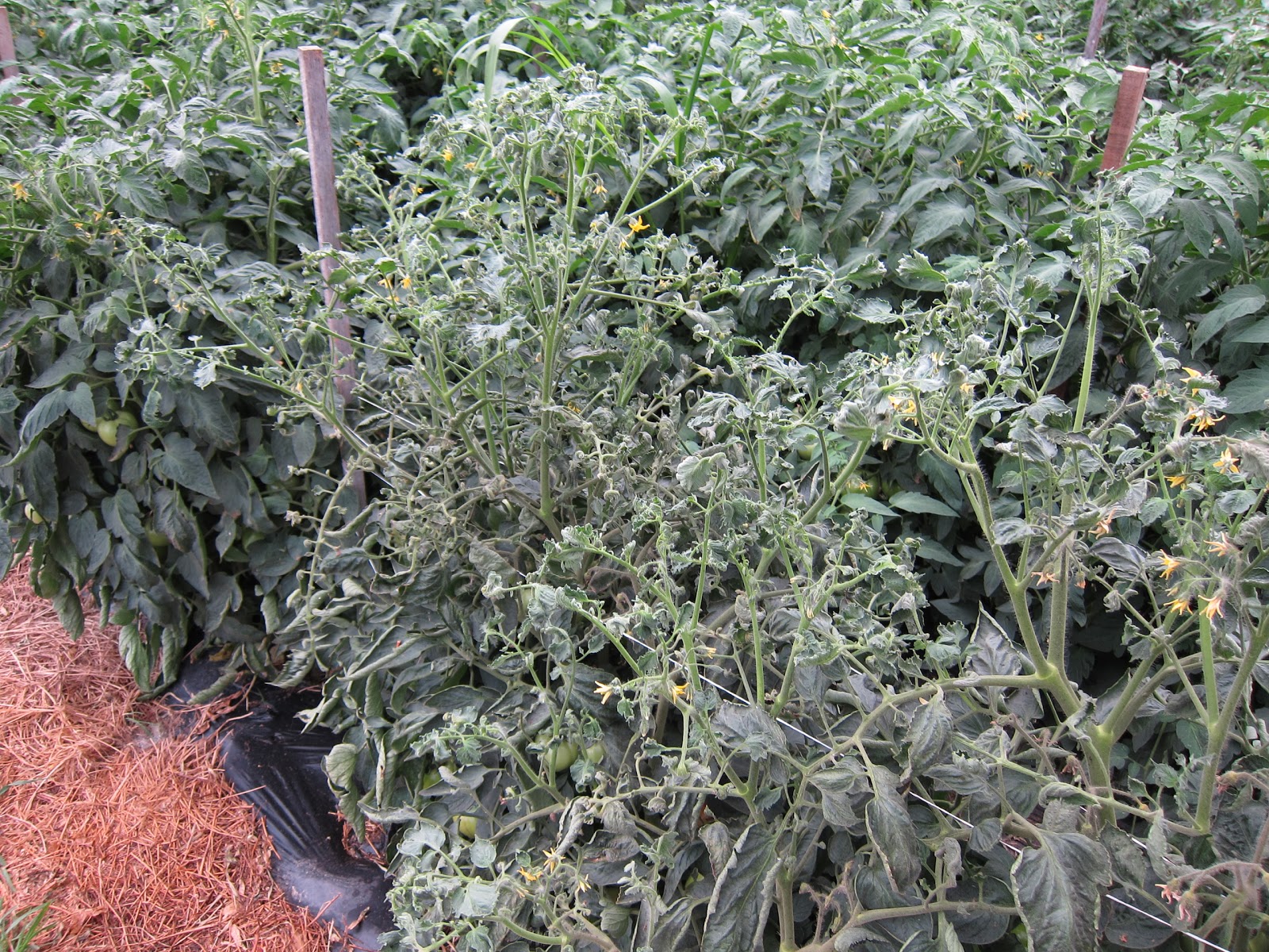 IowaVegetables Spray but not sway Roundup damage on tomatoes