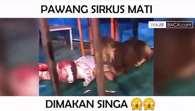 Jangankan Orang Biasa, Pawang Singa Ini Diterkam Hingga Mati Jangankan Orang Biasa, Pawang Singa Ini Diterkam Hingga Mati