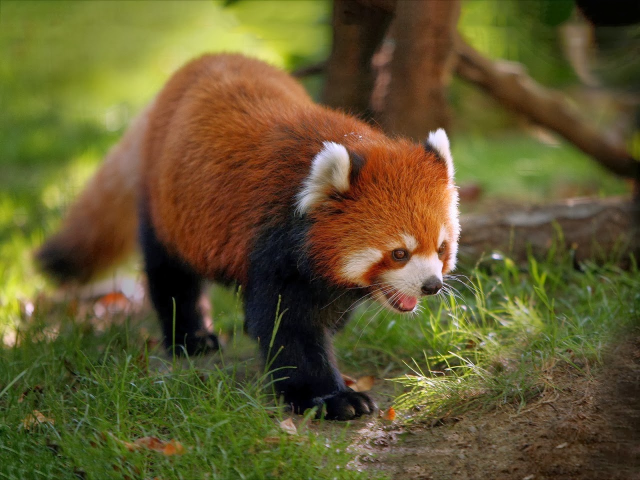 Red Pandas Animals | Amazing Facts & Latest Pictures | Animals Lover