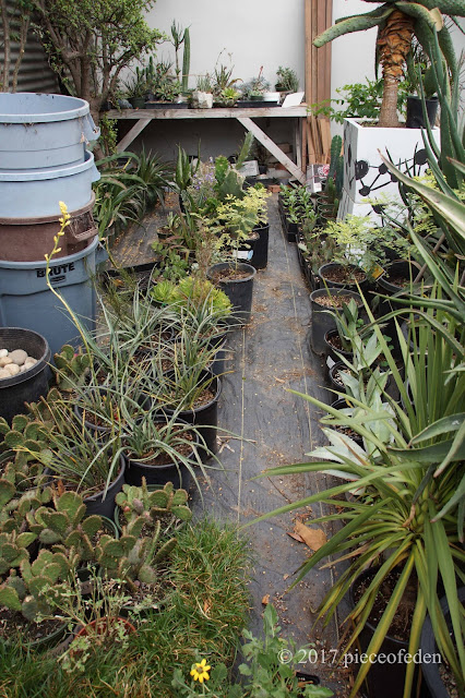 Beautiful California Garden #2