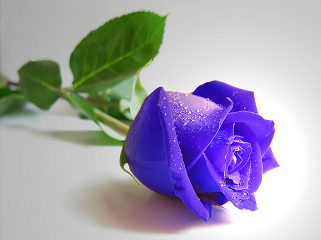 blue-rose-lying-wallpaper.jpg