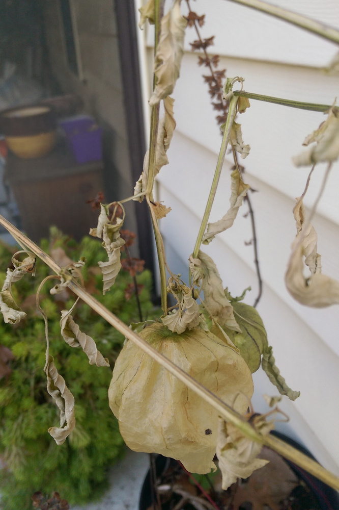 Frost killed tomatillo plant with larger fruit.