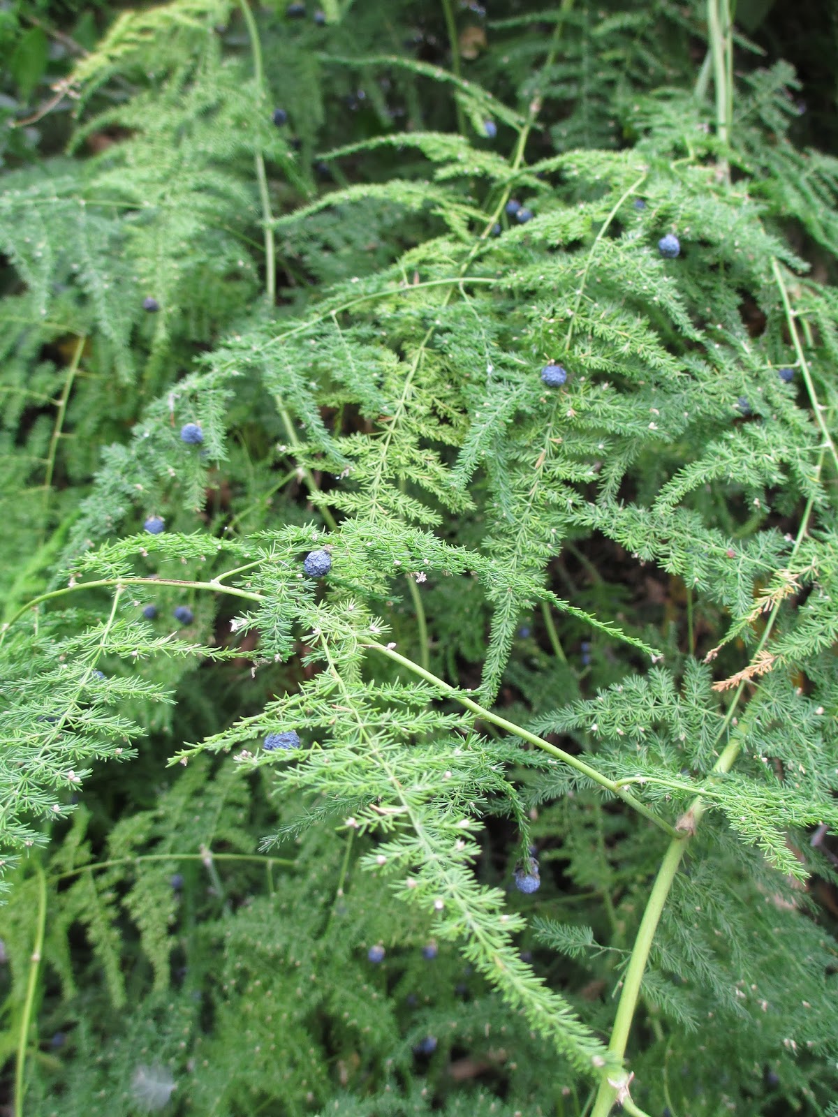 Andie's Way Asparagus Fern My Nemesis.