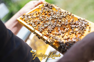 Pembagian Kasta Dalam Koloni Lebah Madu