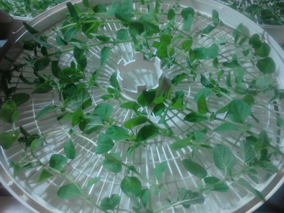 The Traditional Wife Dehydrating Oregano