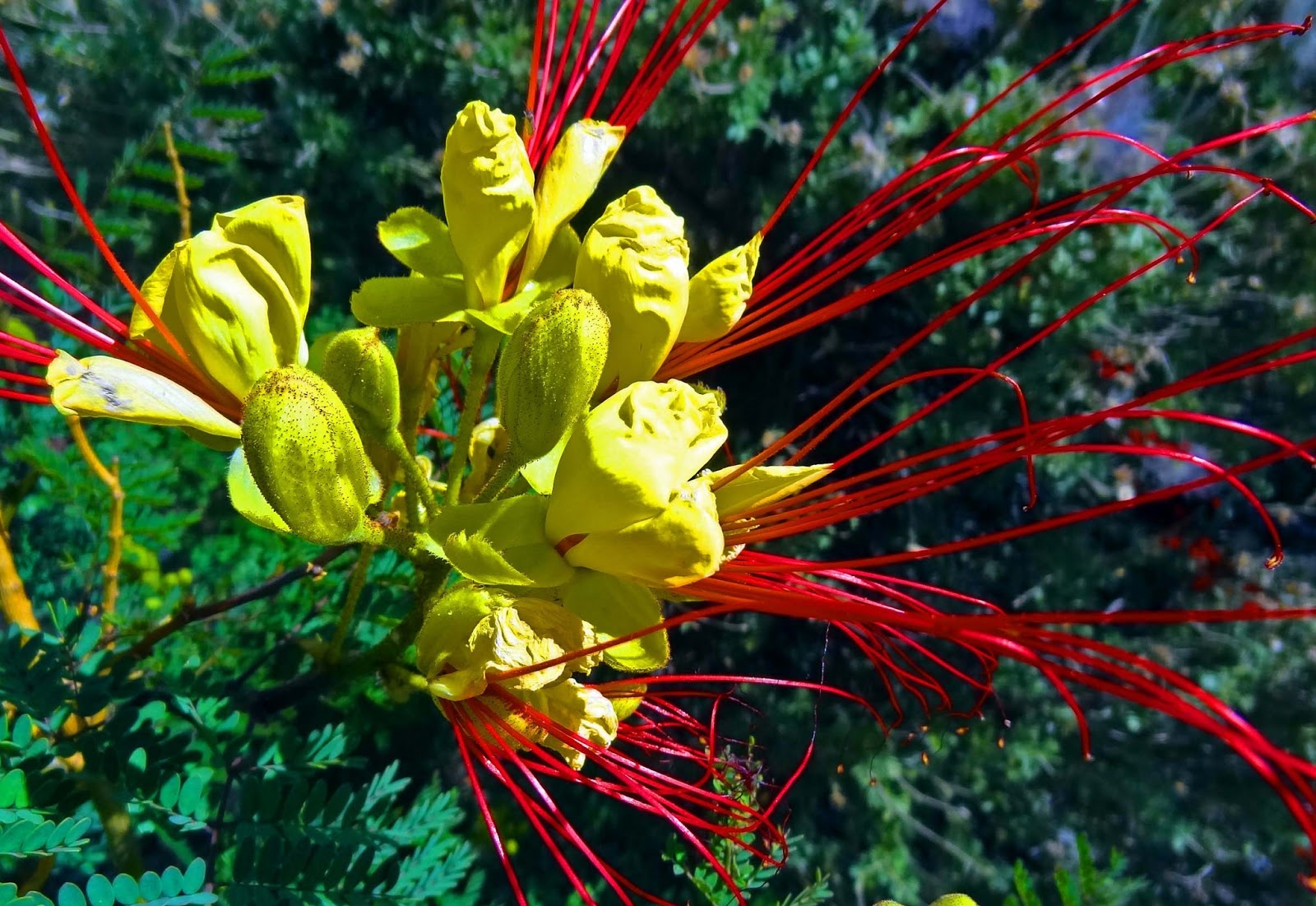 Joe's Retirement Blog Blooming Cactus, Albuquerque, New Mexico, USA