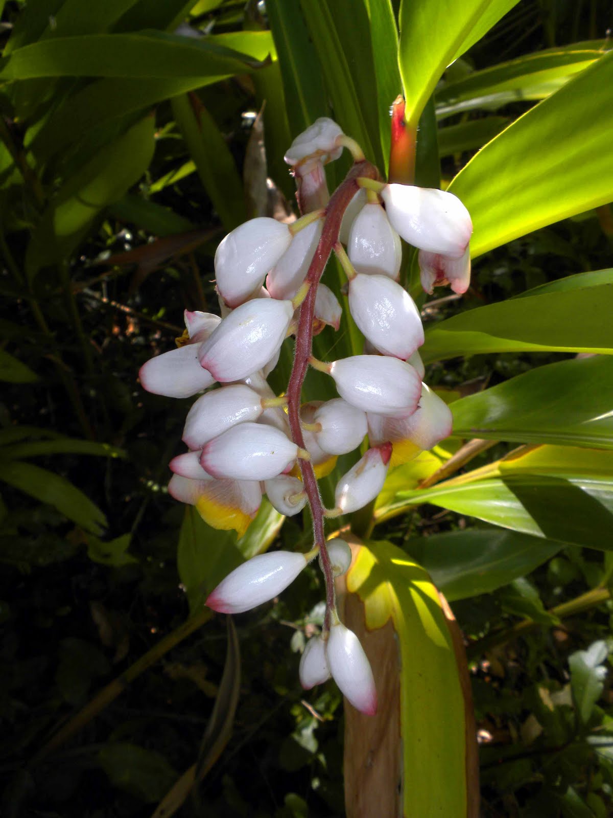 MadSnapper Jungle Gardens Flowers