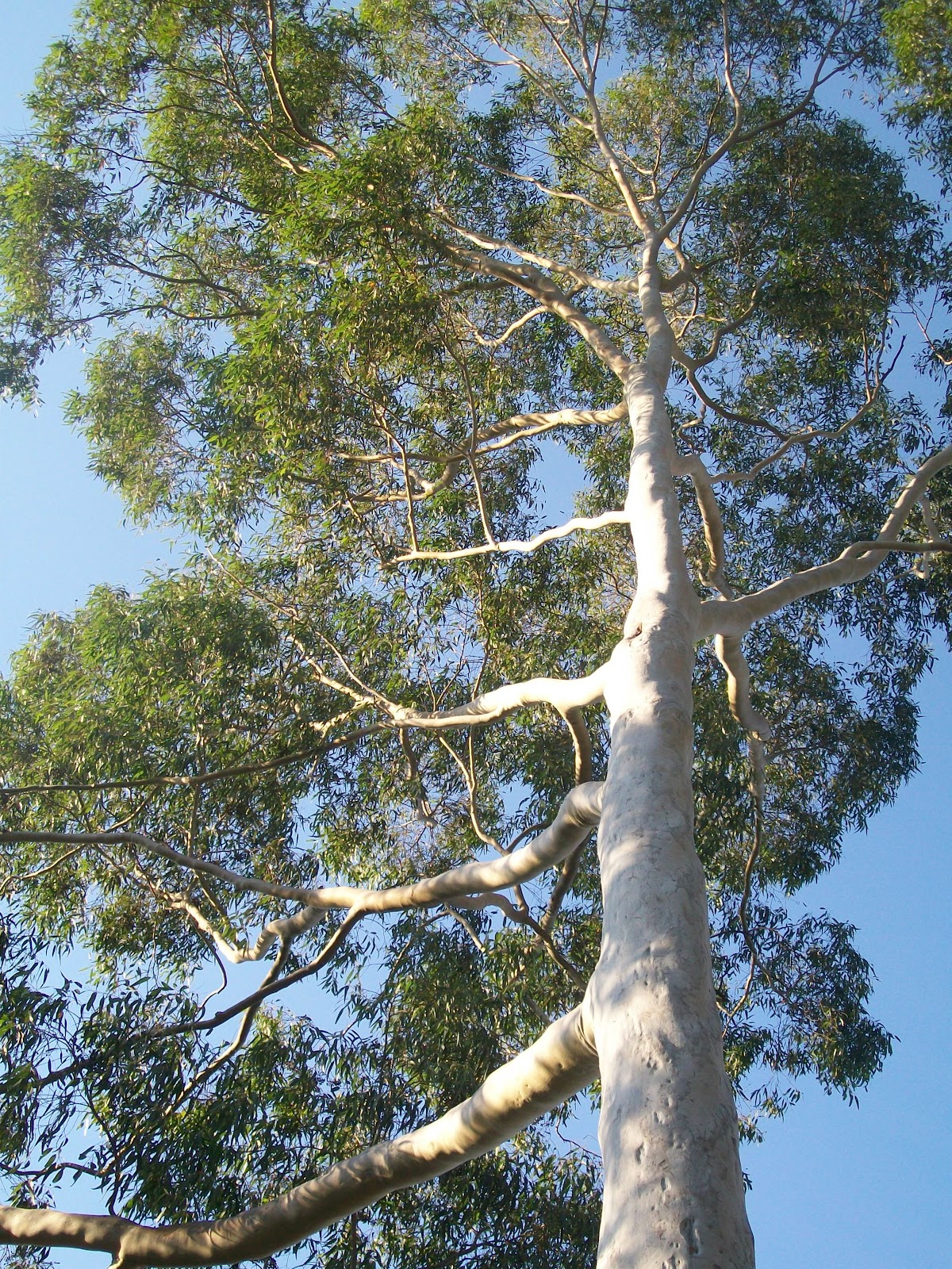 Landscape LemonScented Gum