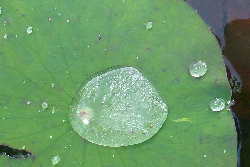 Jehuite El camino tortuoso de la ciencia básica a la aplicada el