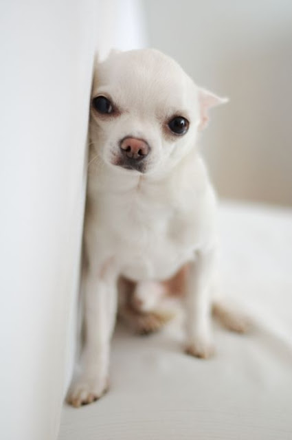 Chihuahua color blanco