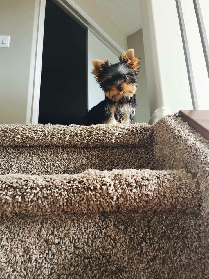 Yorkie Town 10 signs your yorkie loves you!!