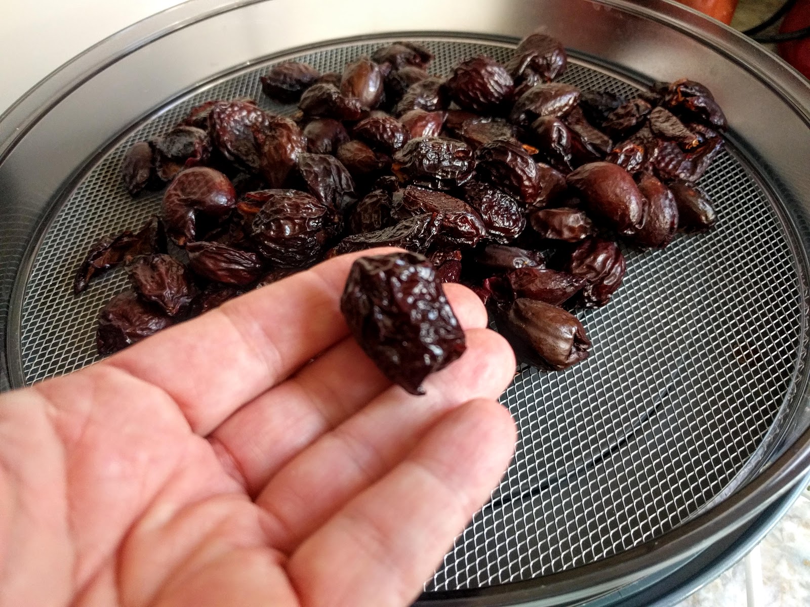 - Zwetschgen Dörren/Trocknen - Zwetschgen Dörren/Trocknen