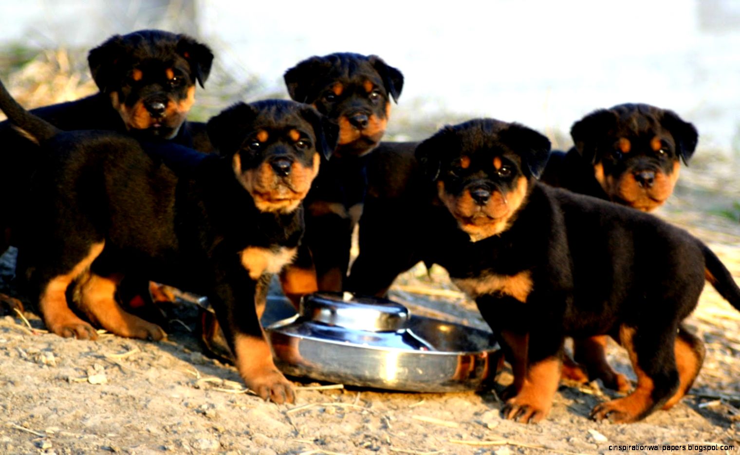Rottweiler Puppies