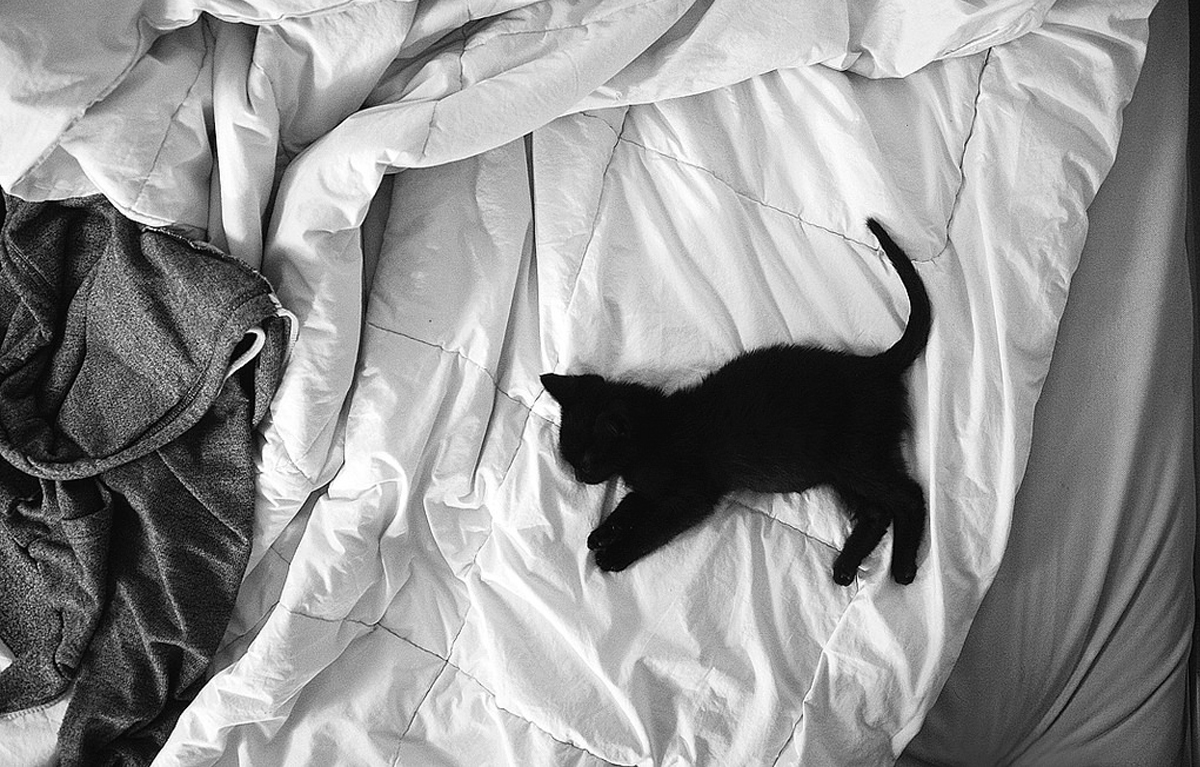 Cat in bedroom Tumblr