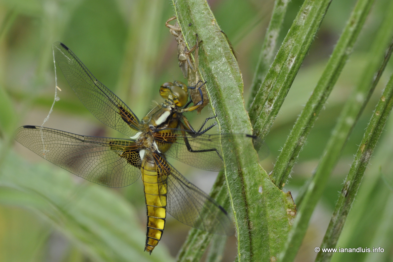 Tales from Toriello: Dragonflies and damselflies in the garden