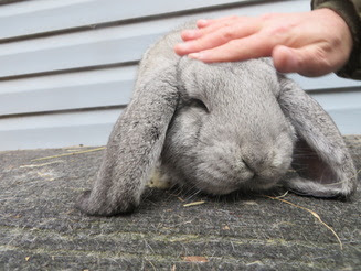 French Lop Rabbit Pet Breed