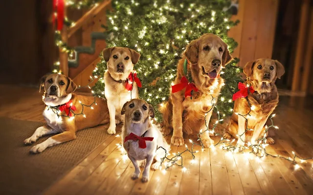 Honden bij de kerstboom