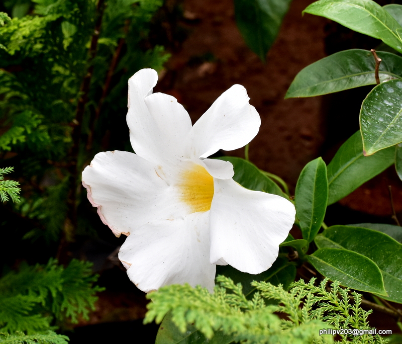 Images of Sri Lanka on Flower plants for sale roadside