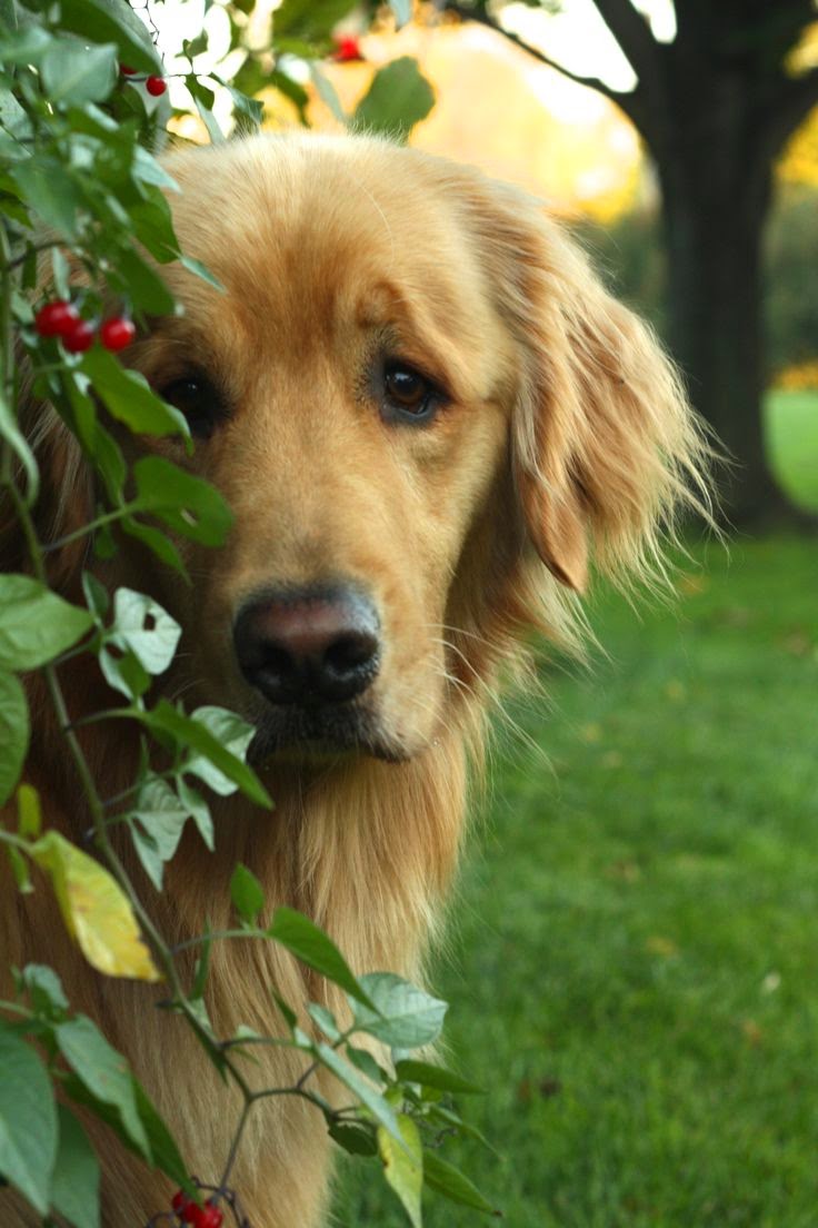 Cute Puppies and Kittens Top 5 Most Obedient Dog Breeds