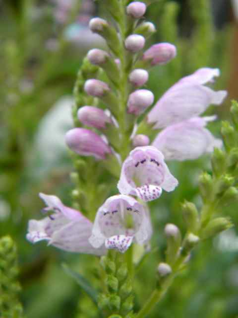 Pam&rsquo;s English Cottage Garden: In Search of the Perfect Perennial