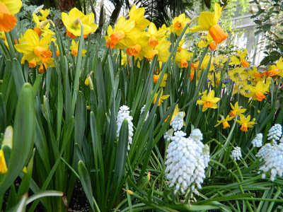 Yellow daffodils and pale blue grape hyacinths by Paul Jung Gardening Services in Toronto