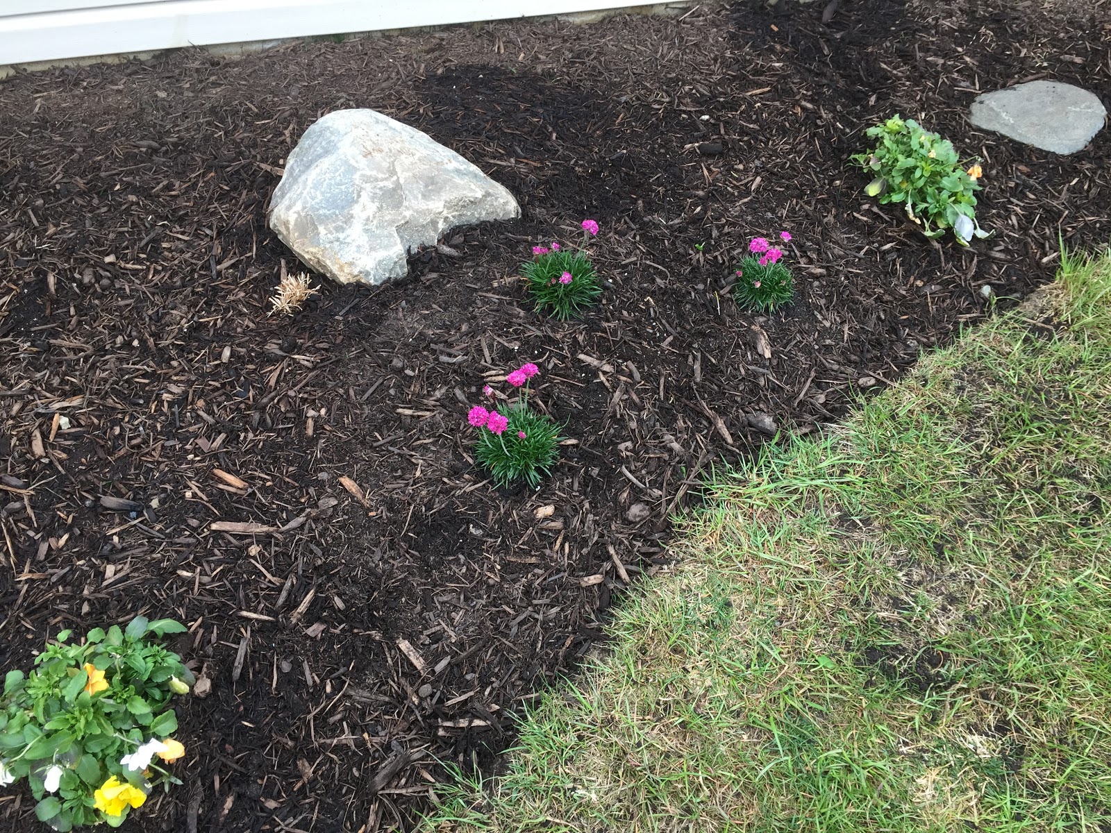Growing With Plants Yellow Shrubs