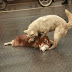 Heart-breaking moment a loyal dog tries to wake up its dead friend hit and killed by a car