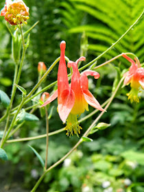 Wild columbine Aquilegia canadensis by garden muses-not another Toronto gardening blog