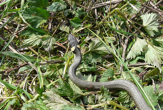 Zaskroniec zwyczajny, Grass snake, Natrix natrix