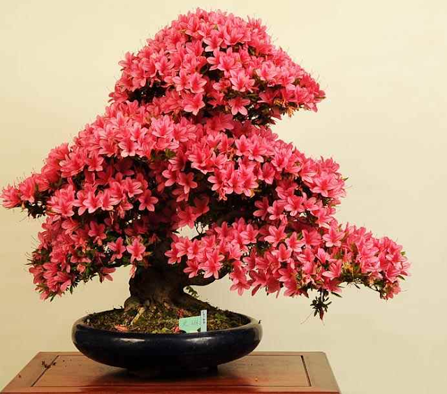 JAPANKURU *UNKNOWN PLEASURES* Best Tool for Watering Bonsai★ 'MADE IN JAPAN' Bonsai