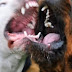 Ποιες Είναι Οι 10 Πιο Επικίνδυνες Ράτσες Σκύλων!