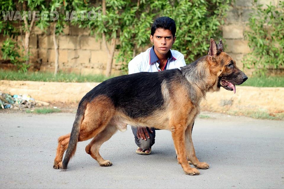 German Shepherd Dog in pakistan