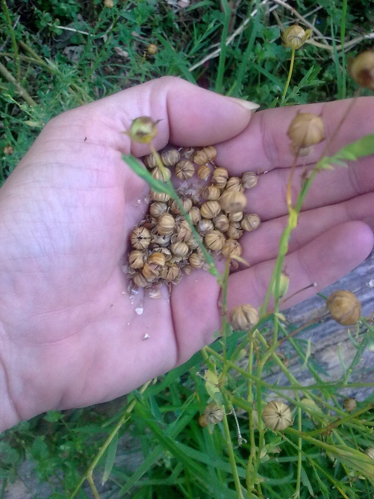 companion planting organic gardening Harvesting Linseed or Flax seed